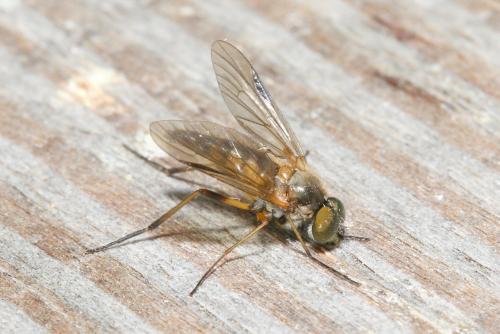Rhagio lineola